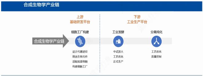 熊猫体育app下载：合成生物第一龙头利润狂飙269%产能行业第一A股里的白月光(图4)